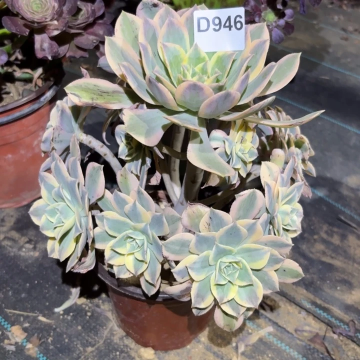 灿烂多肉植物不包损946会氧化发黑