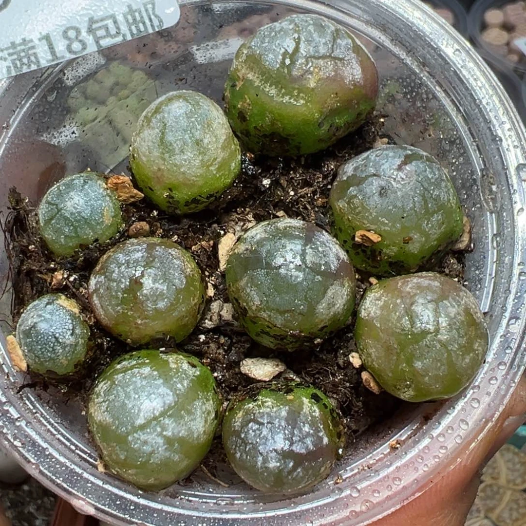 【闪购商品】 948。