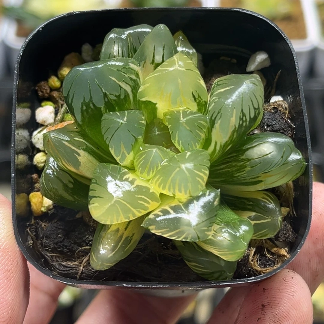 304大窗老川玉露锦