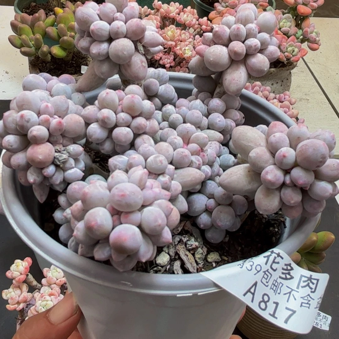 817/10cm香水手指多肉