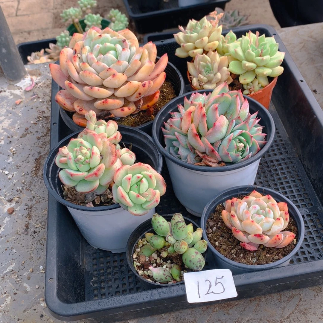 框拍福利品多肉125
