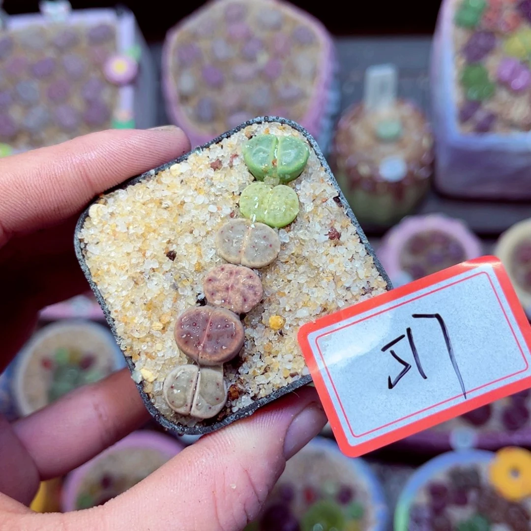 517生石花带盆发1