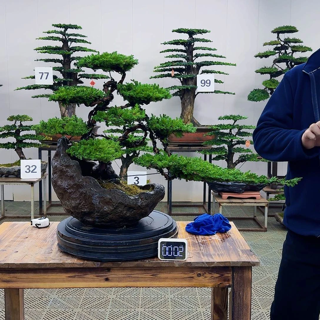 盆景柏树造型盆景