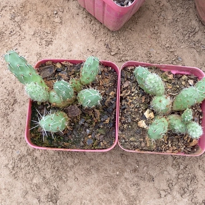 金陵团扇两棵多侧芽