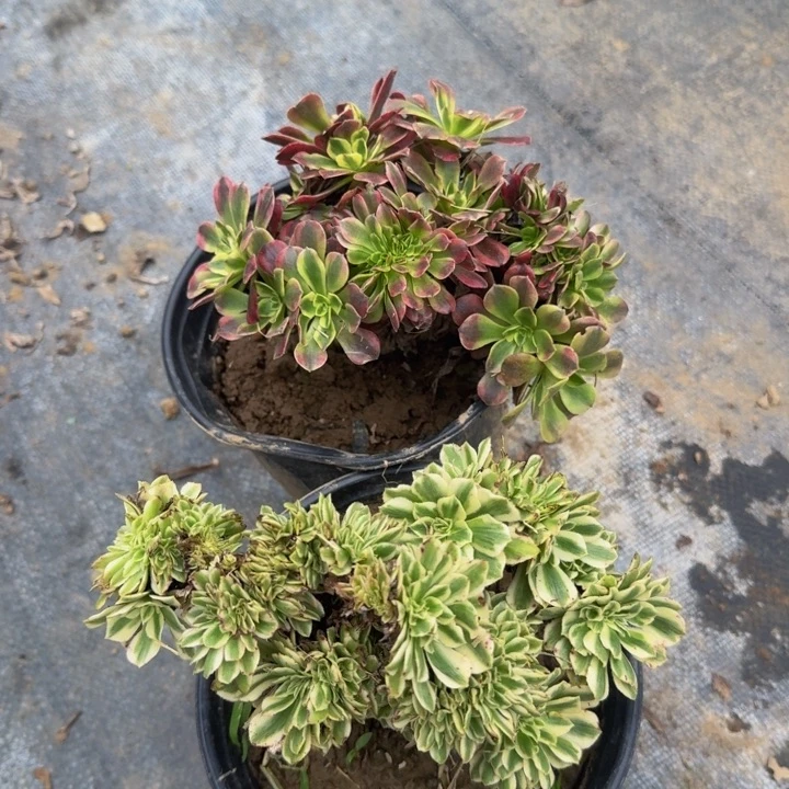 特价默认微瑕066