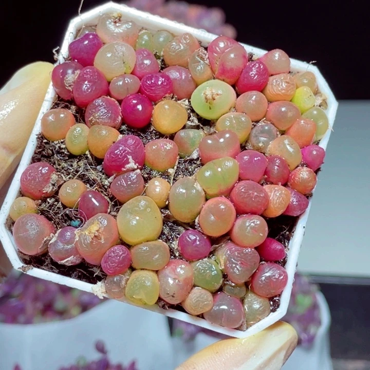 毛汉尼样品1颗带盆发货