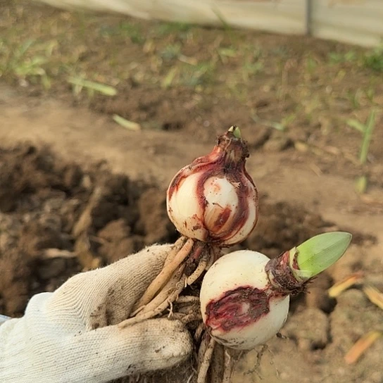 鬼魅残次球 不包养护 开花包对版