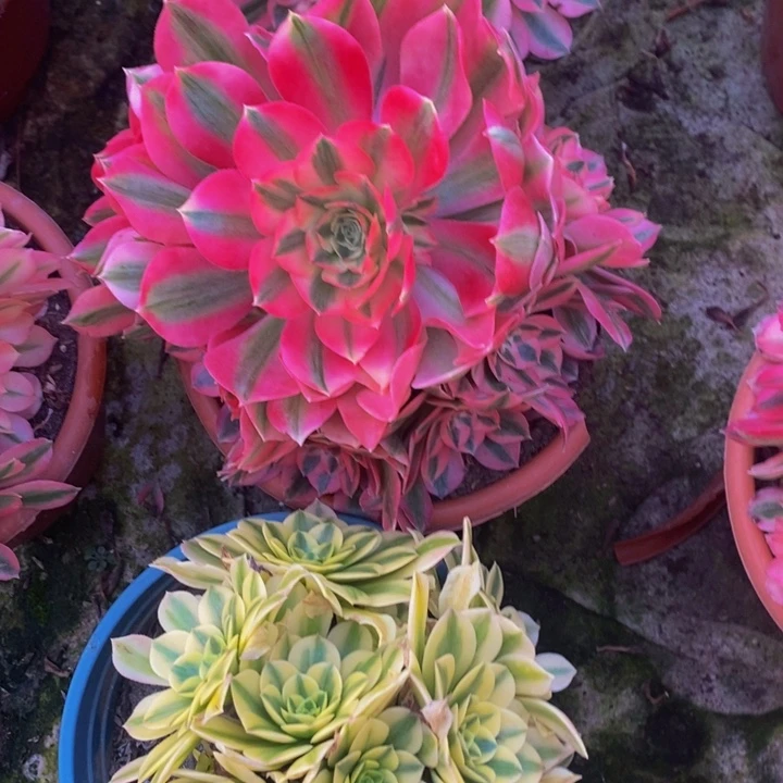 粉女巫➕金丝翡翠多肉1颗