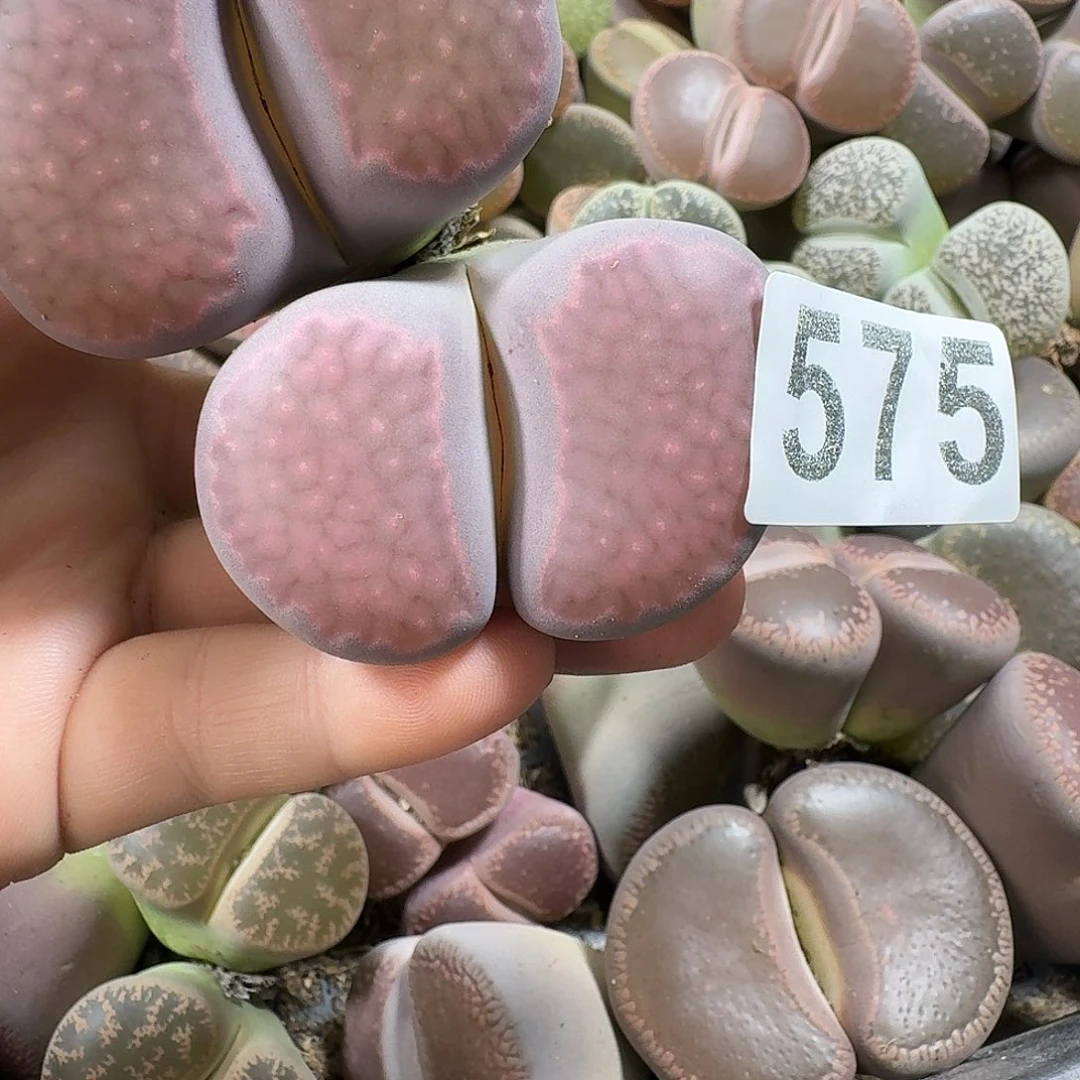 可***燚生石花一物一拍575