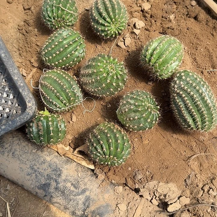 凤六侧芽4.5以上轻微歪头