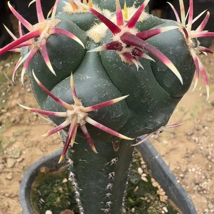 喜***乐仙人球，大红鹰666666