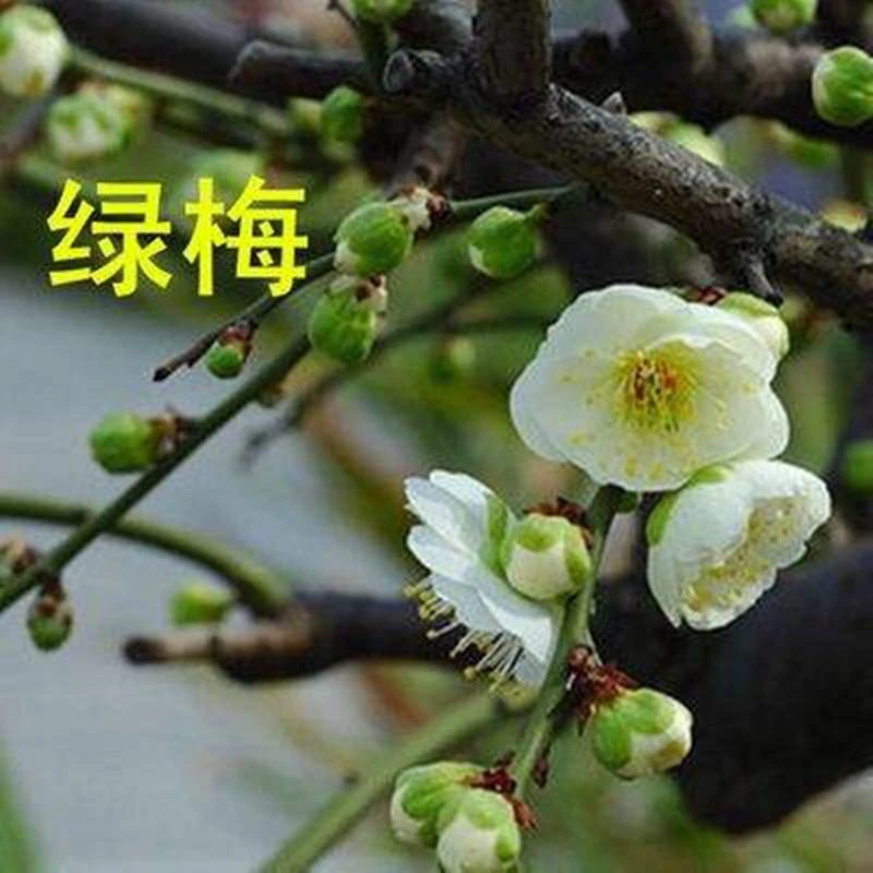 （绿梅）原生金钱绿鄂梅老桩耐当年开花