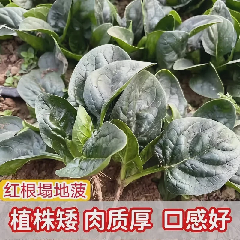 【全店满5包包邮】趴地菠菜种种植秋冬季耐寒籽种蔬菜越冬波菜种