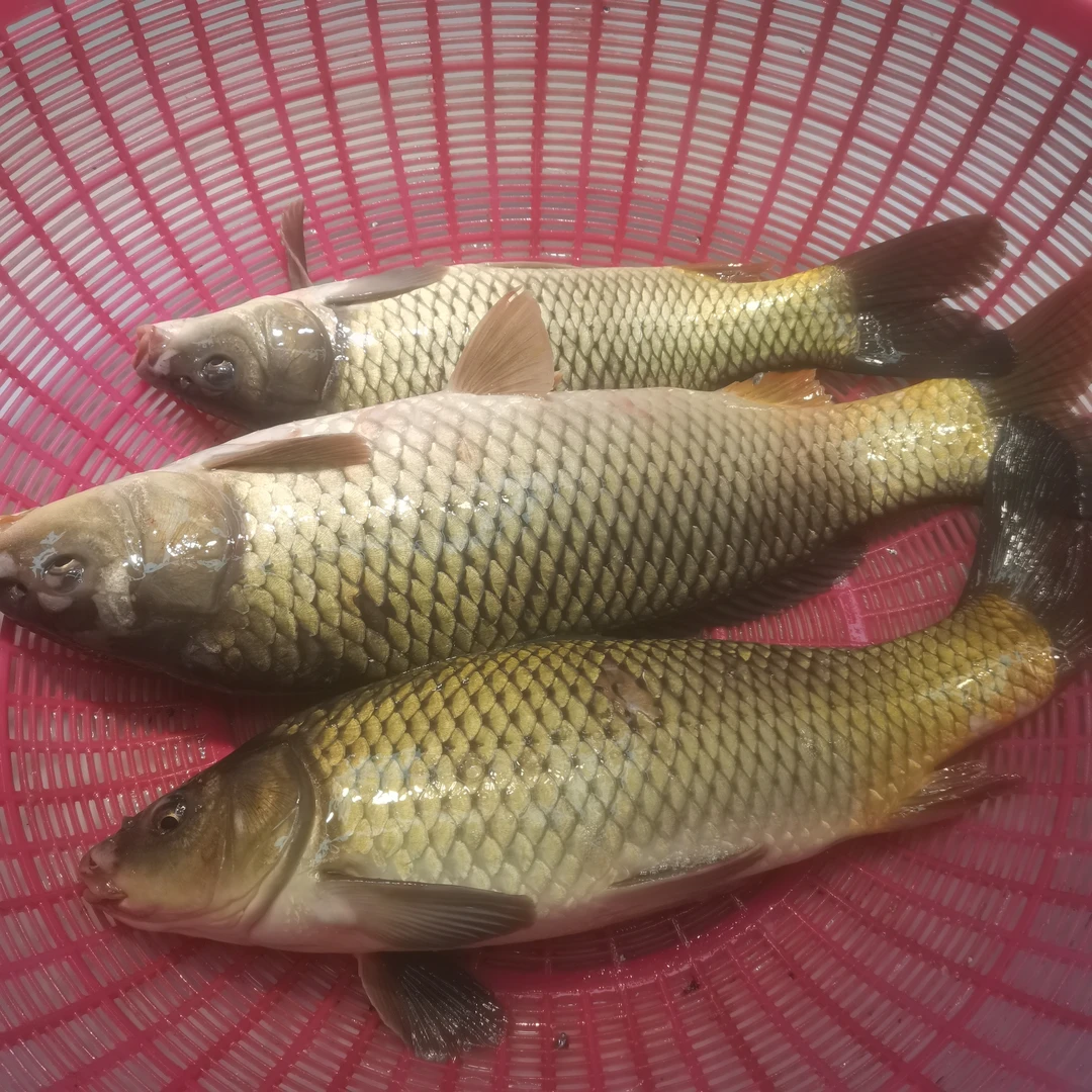 纯野生的 大鲤鱼 嘎嘎香