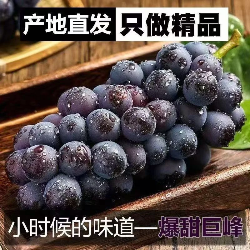 顺丰东北巨峰葡萄酸甜多汁新鲜水果辽峰葡萄颗粒发货5斤3斤1斤