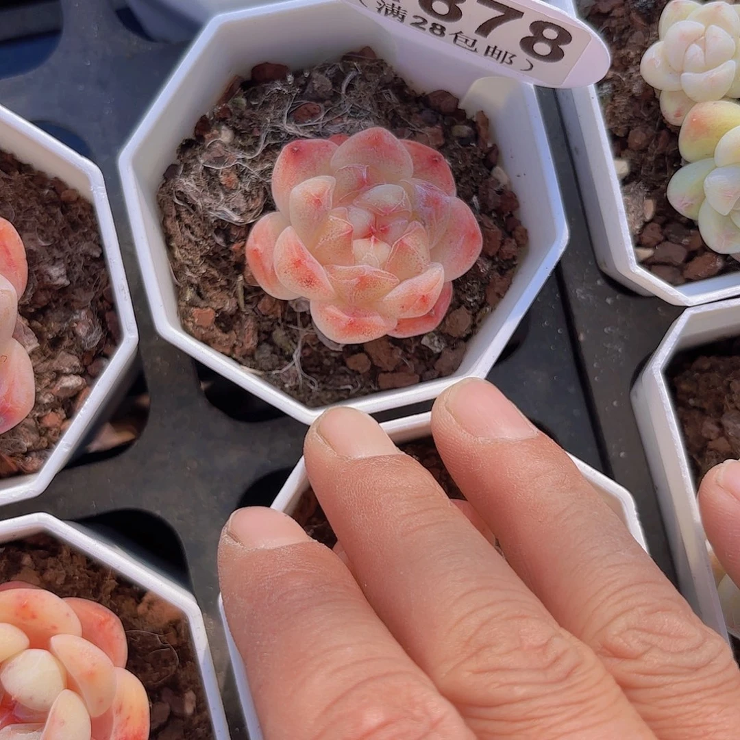 A878卡布奇诺一物一拍