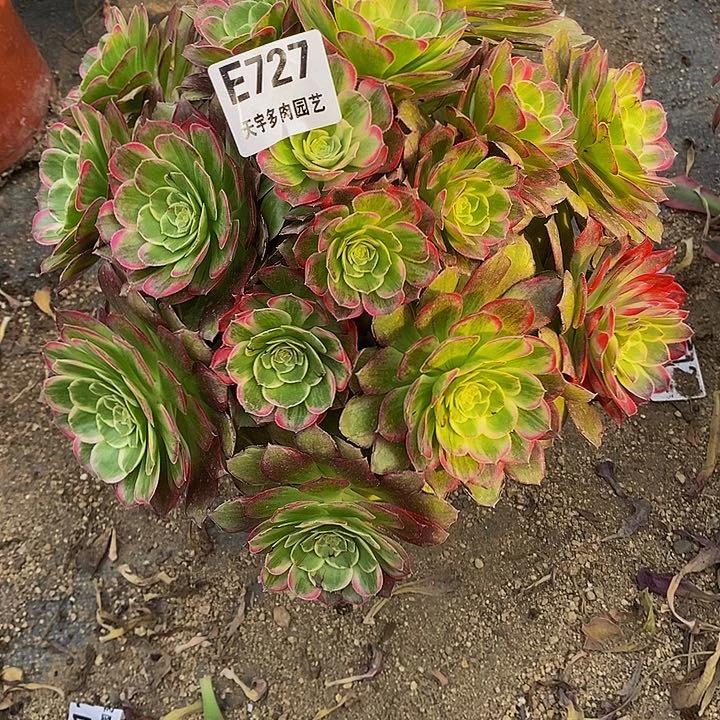 多肉莲花727多肉