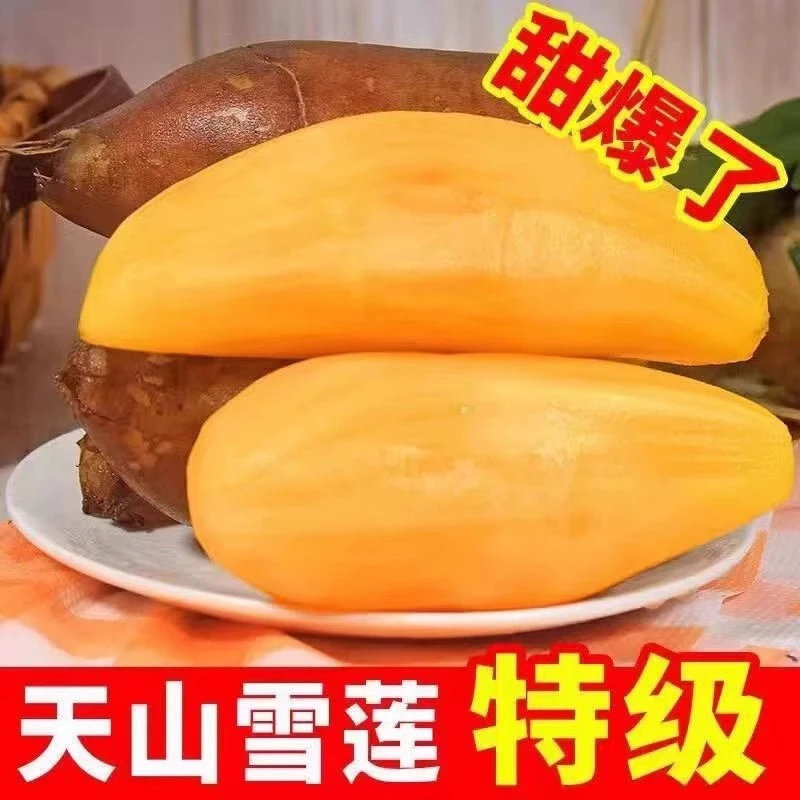 现挖云南天山雪莲果红泥沙孕妇新鲜水果当季整箱黄心特级产地直发