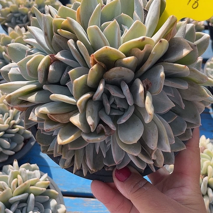 雪特多肉植物群生196