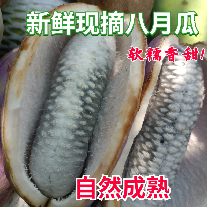 现摘湖南网红八月瓜新鲜八月炸水果当季水果预知子牛卵坨软糯香甜