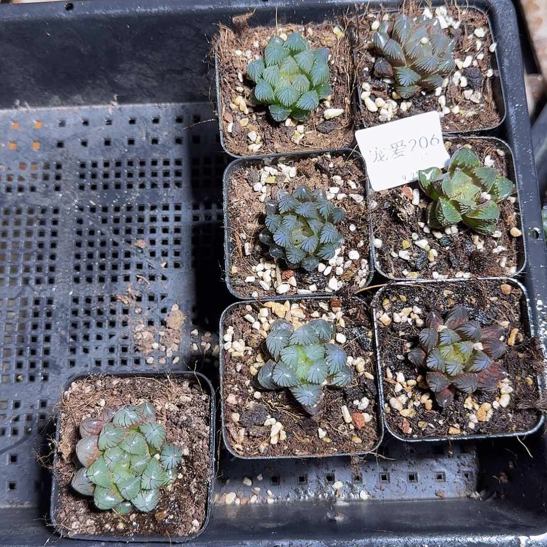 直播福利一物一拍206