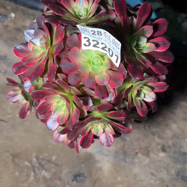 32201安娜不包断枝