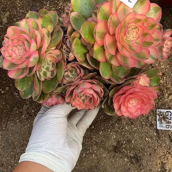 多肉植物荔枝925多肉