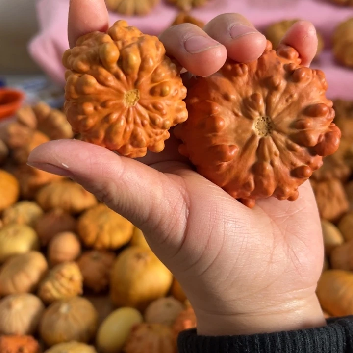 墨西哥葫芦干货葫芦