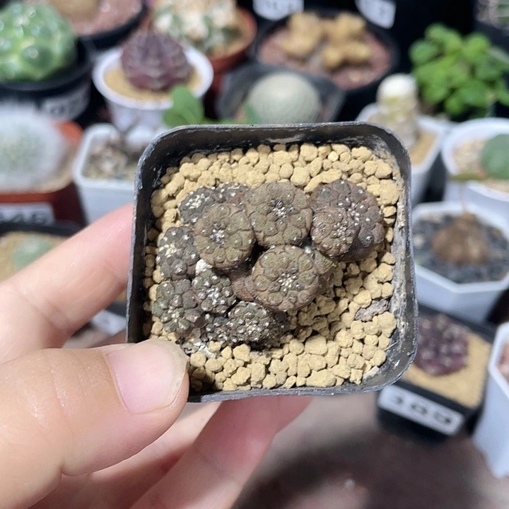 437多头蜥蜴皮仙人球