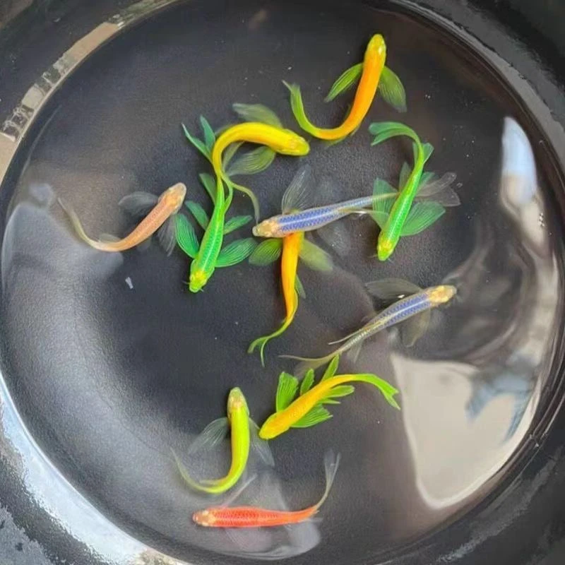 长尾蝶翼斑马鱼热带淡水观赏鱼适合新手养殖