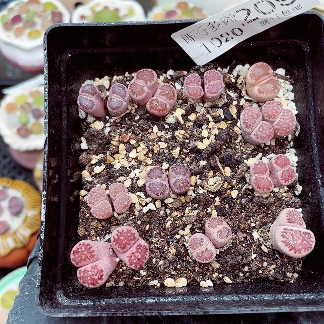 生石花满18包邮1020-209