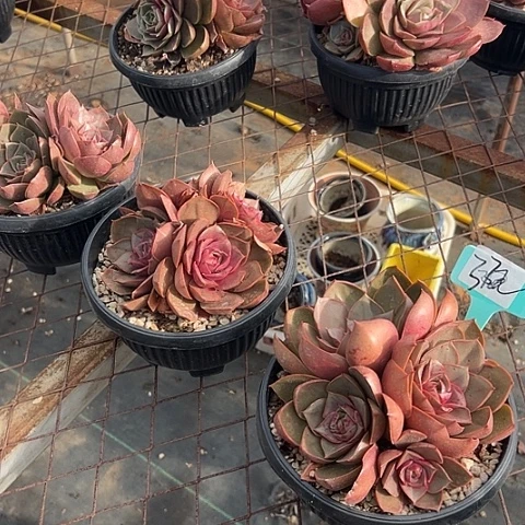 37大红灯一个脱土多肉