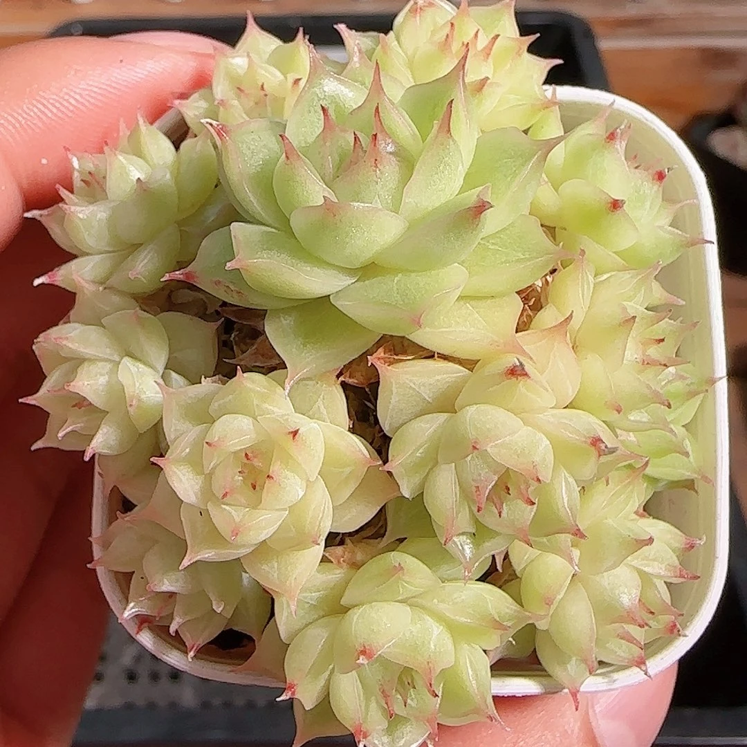 1106----270长睫毛麦秆