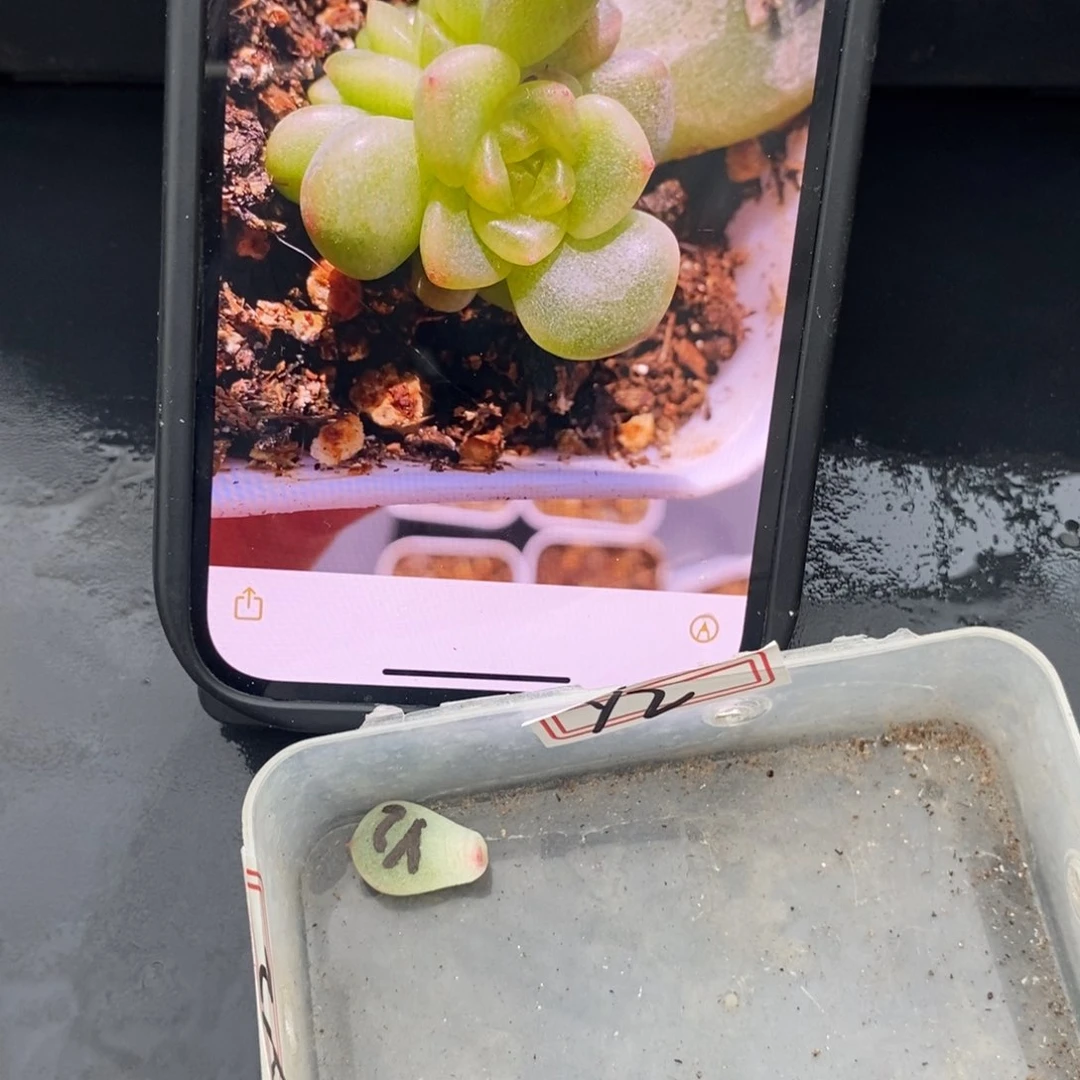 甜心y2叶片一个多肉