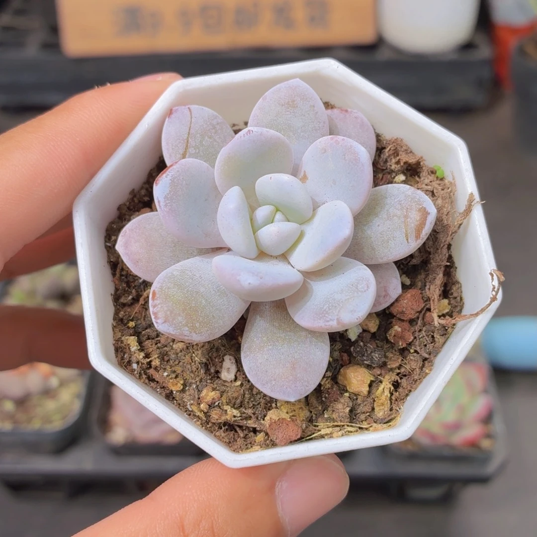 雪莲多肉9.9包邮发货