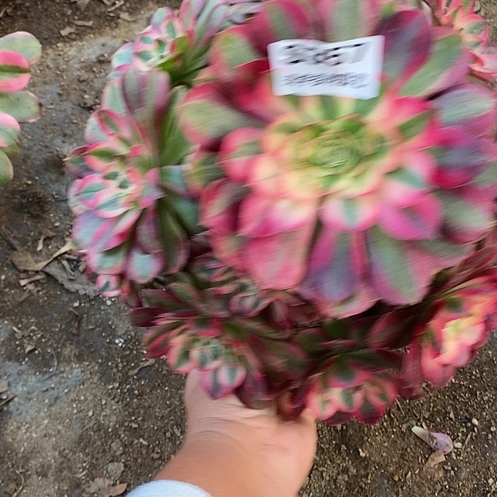 多肉植物火龙果357多肉