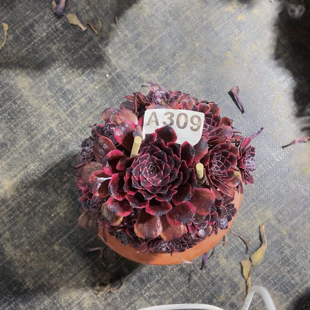 多肉油墨画法师锦309