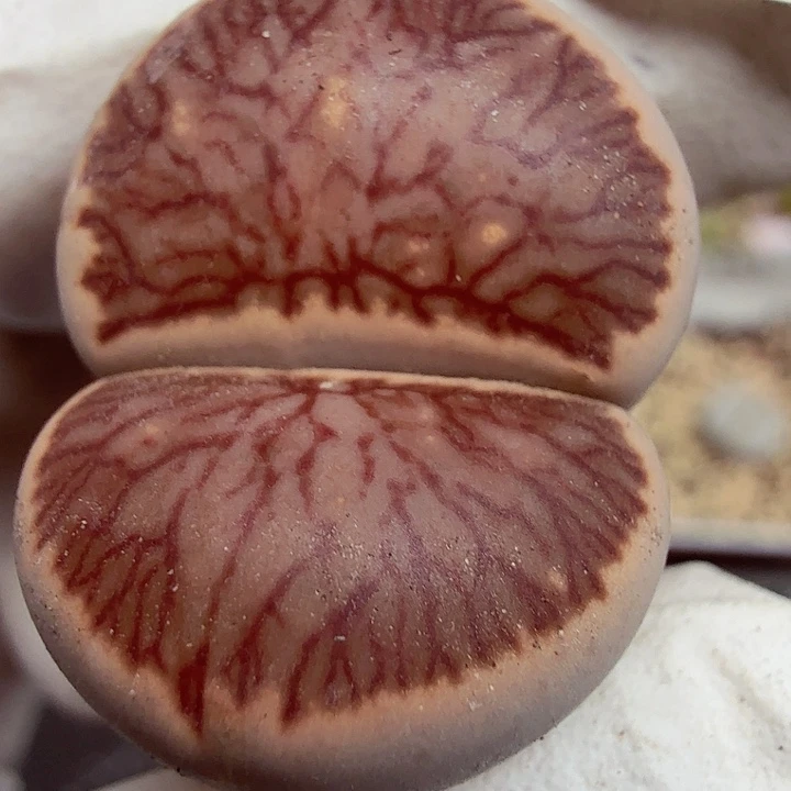 不会因为不懂自己内心239哈哈