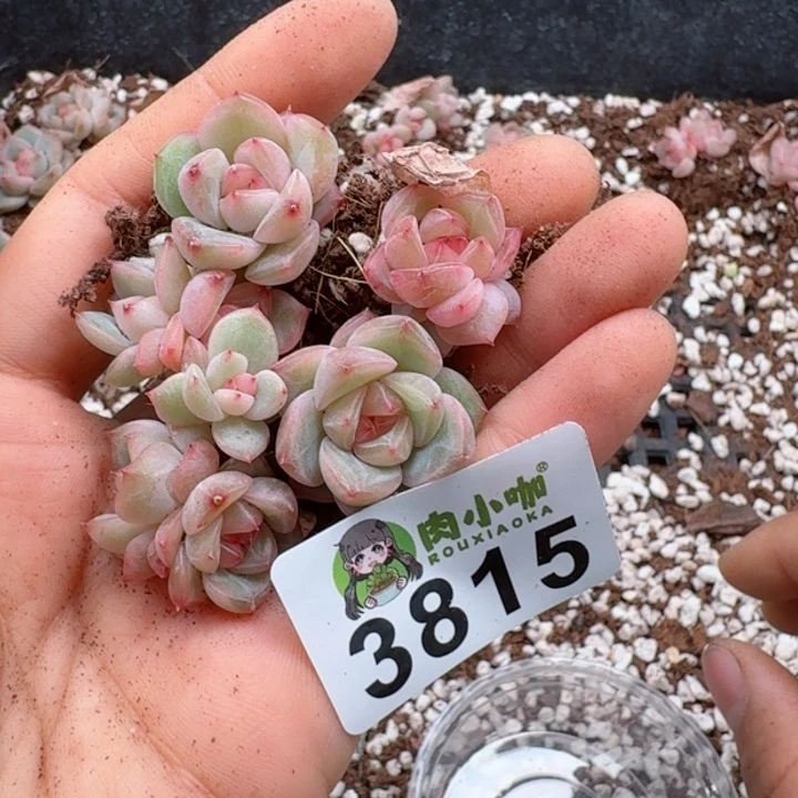 多肉植物多肉植物