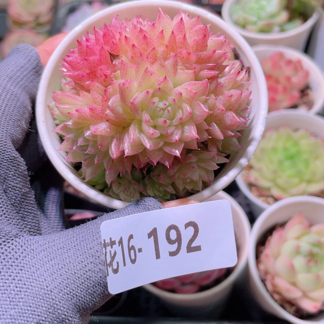 花利美16-192麦秆群