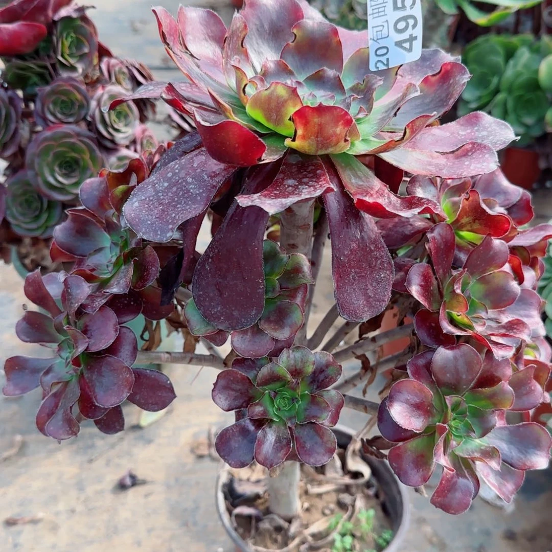 巫毒495满20包邮断枝不包