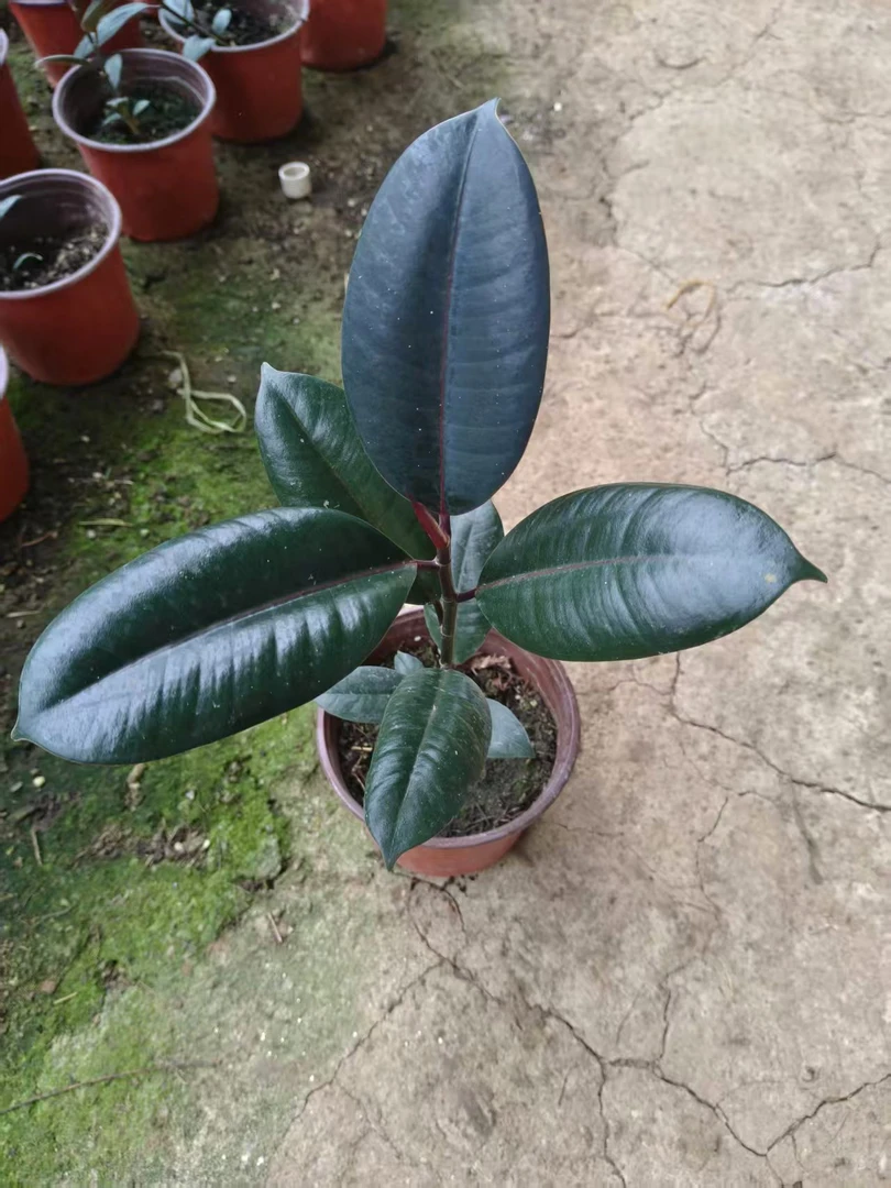 黑金刚橡皮树盆栽净化空气室内绿植办公室盆栽四季常青