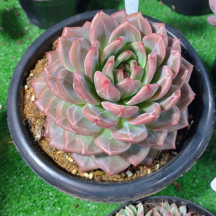 田***圈丽娟花卉粉色香槟