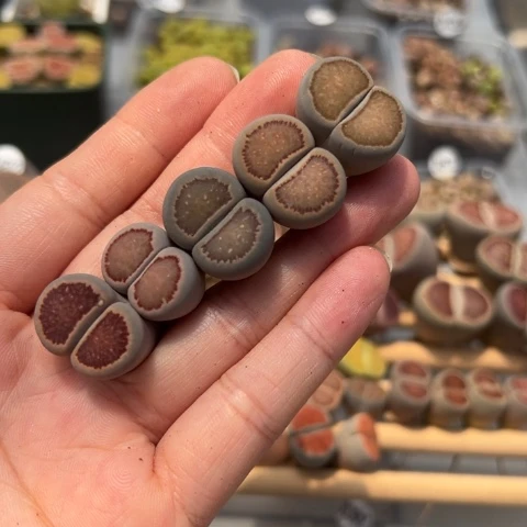 24430红窗菊小菊开播福利