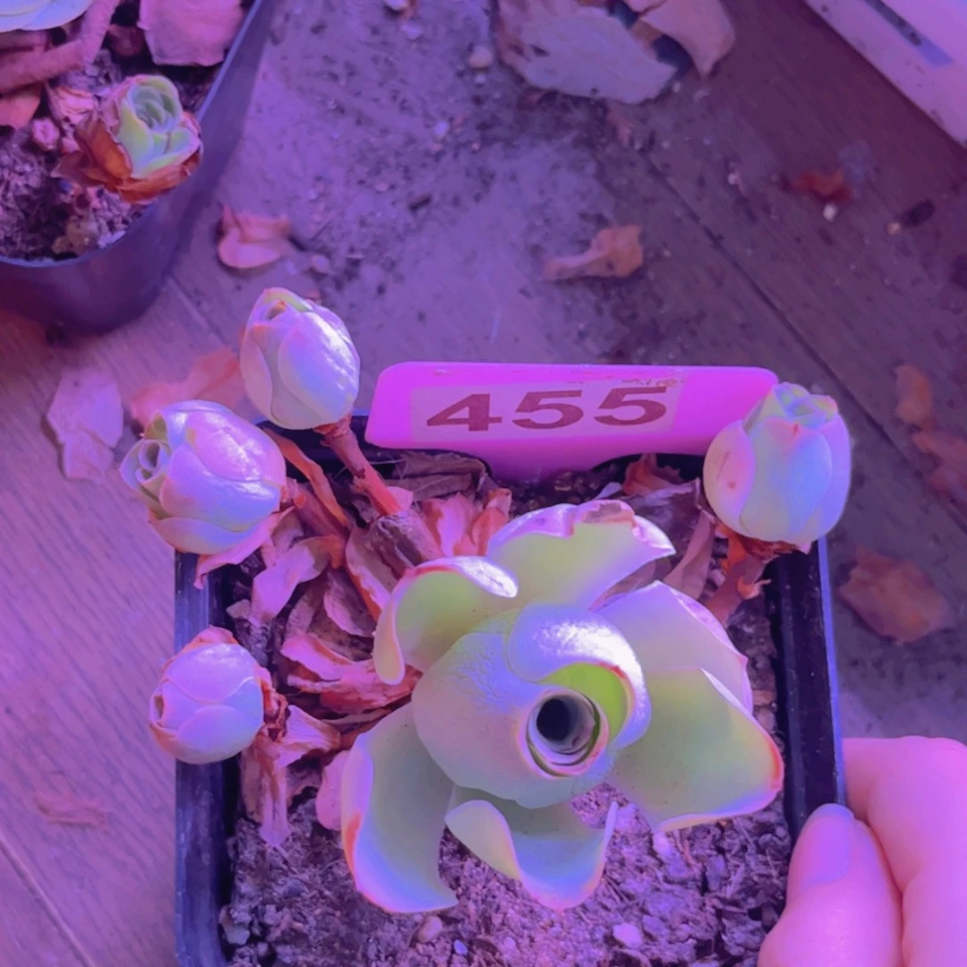 445山地玫瑰粉色