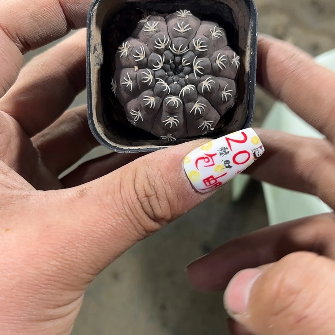 白刺精选瑞昌玉单头发货有根发货