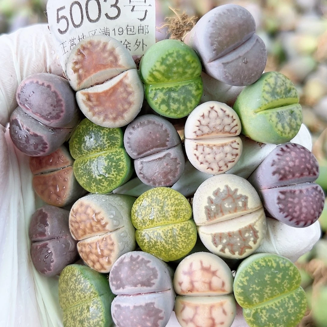 5003 好养易活生石花大母本18个