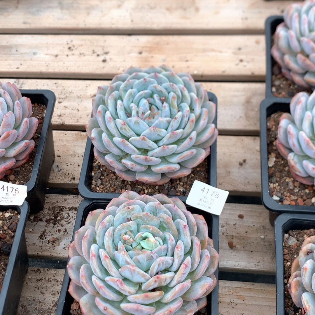 14.5厘米星影两颗4178