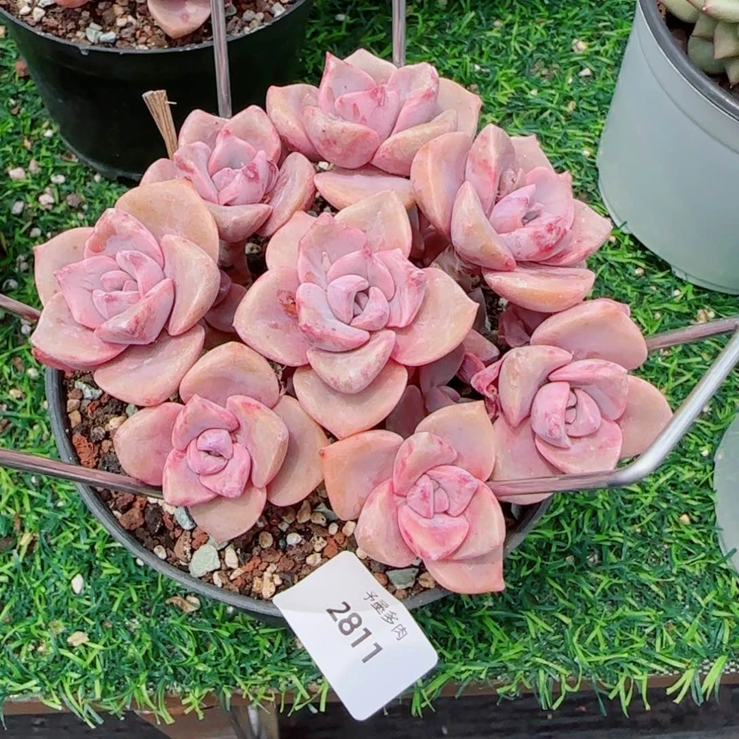 手捧彩虹糖，2811多肉