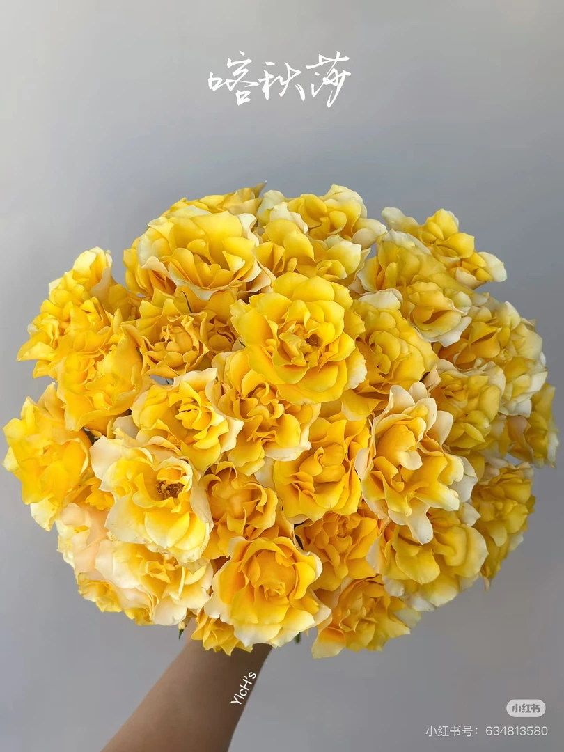 【德芮尔】喀秋莎 任拍三单及以上包顺空鲜切花10支装家居插花